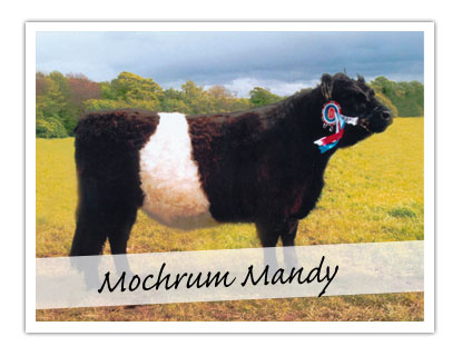 Mochrum Mandy