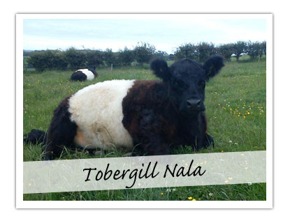 Tobergill Nala