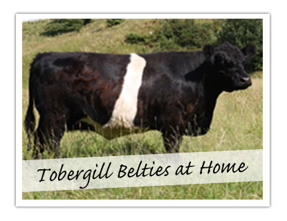 Tobergill Belties at Home