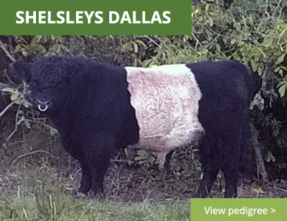 Shelsleys Dallas