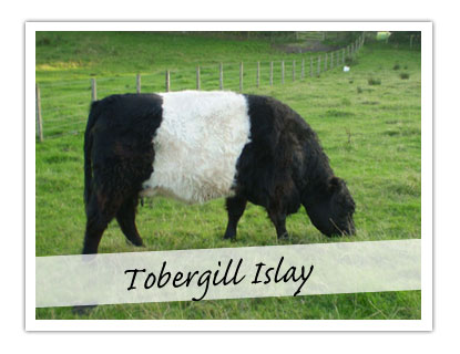 Tobergill Islay