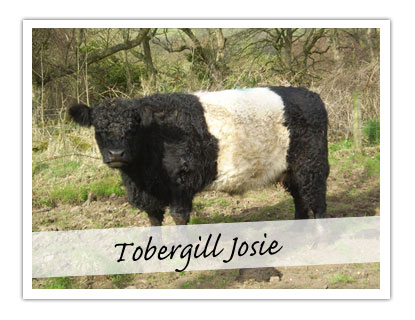 Tobergill Josie